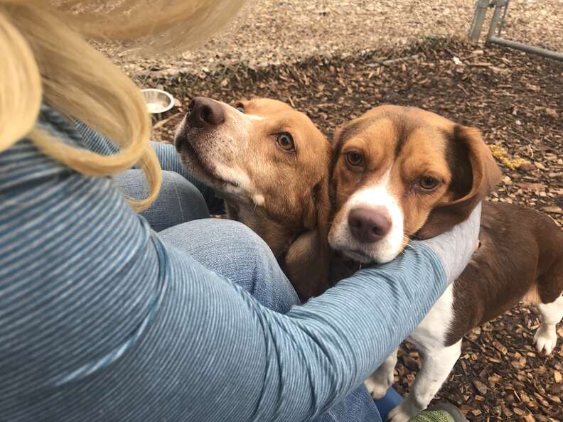 Mother and daughter beagles at New Jersey shelter