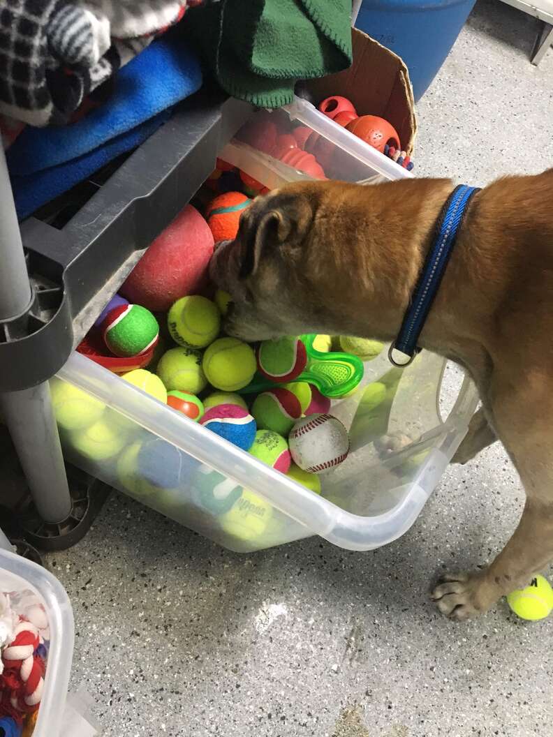 dog chained up for 14 years