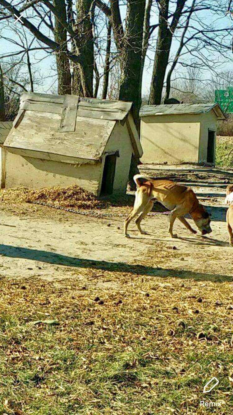 dog chained up for 14 years