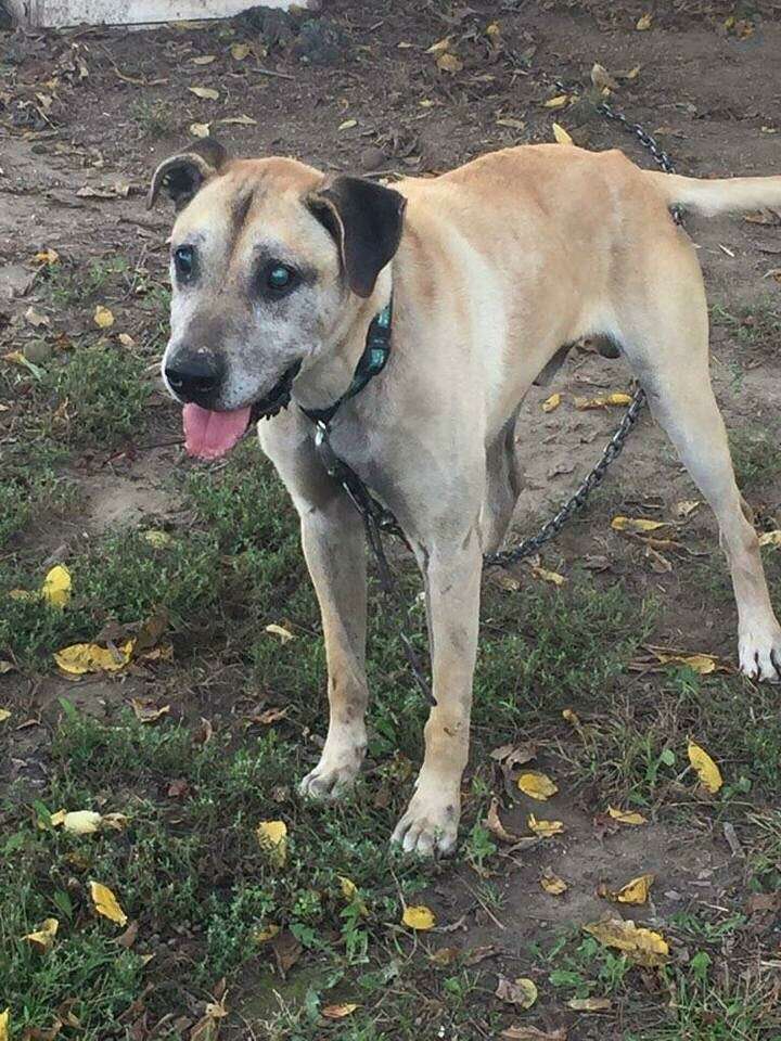 dog chained up for 14 years