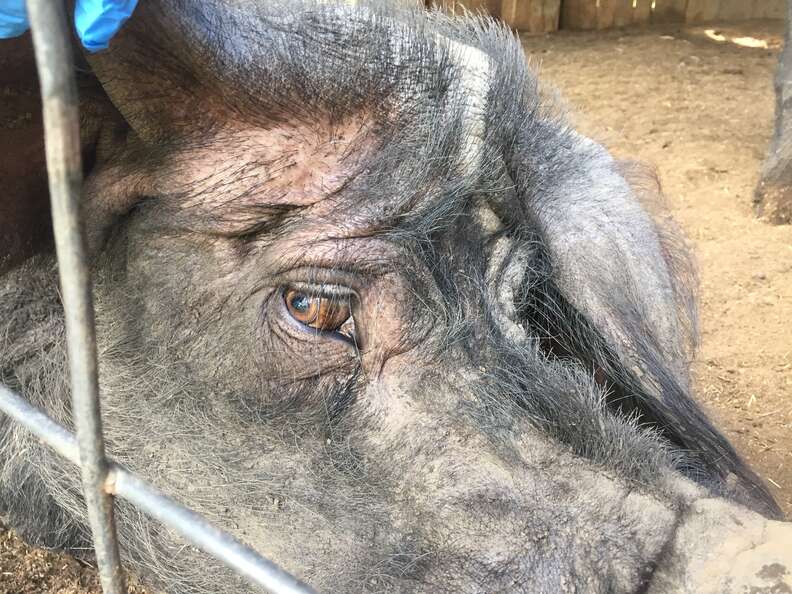 emaciated pig rescue new york