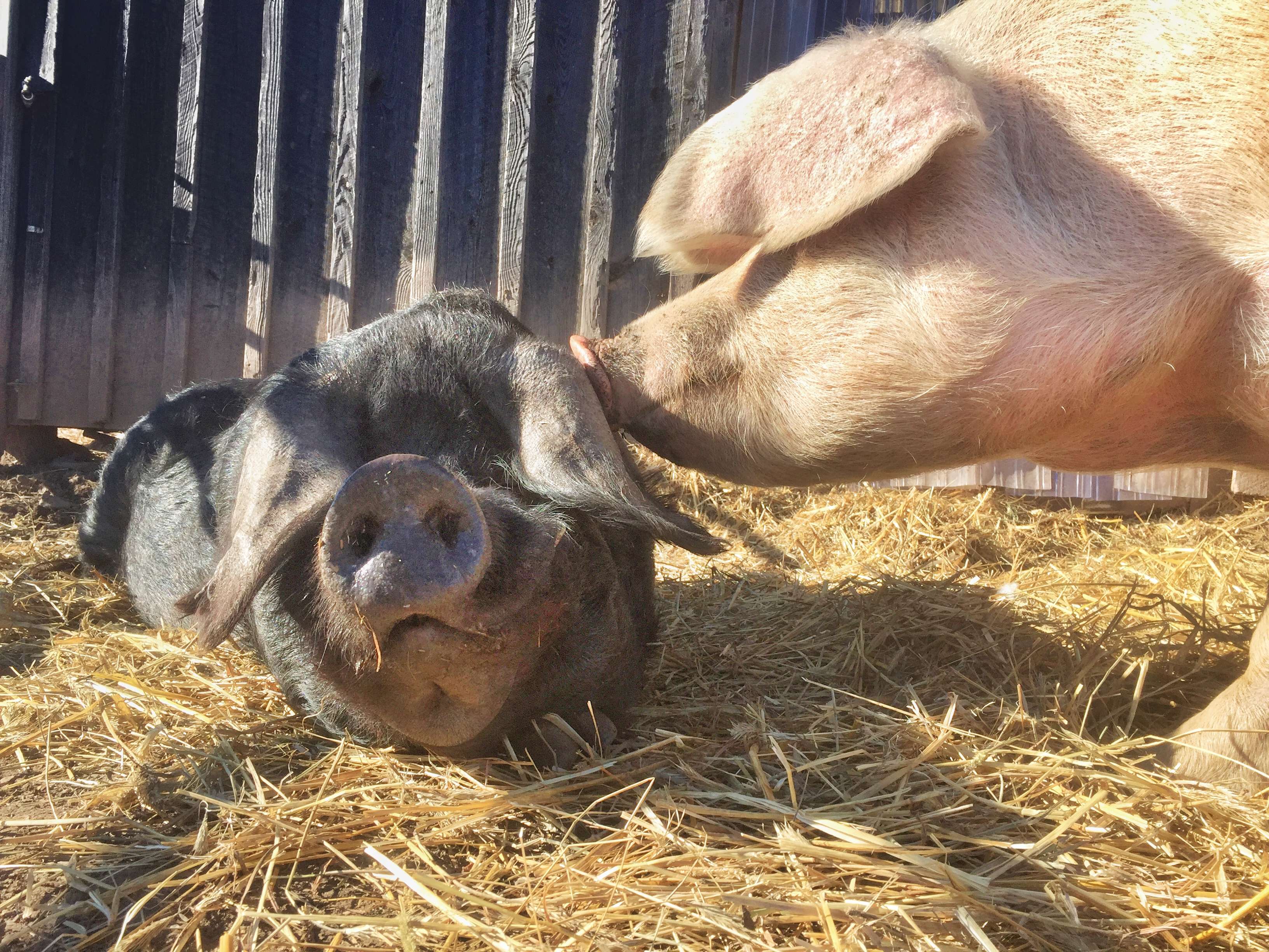 rescue pig sanctuary pennsylvania