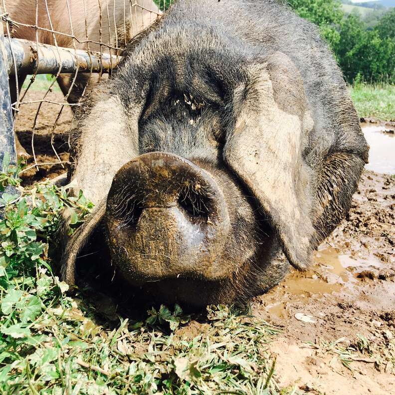 rescue pig mud pennsylvania