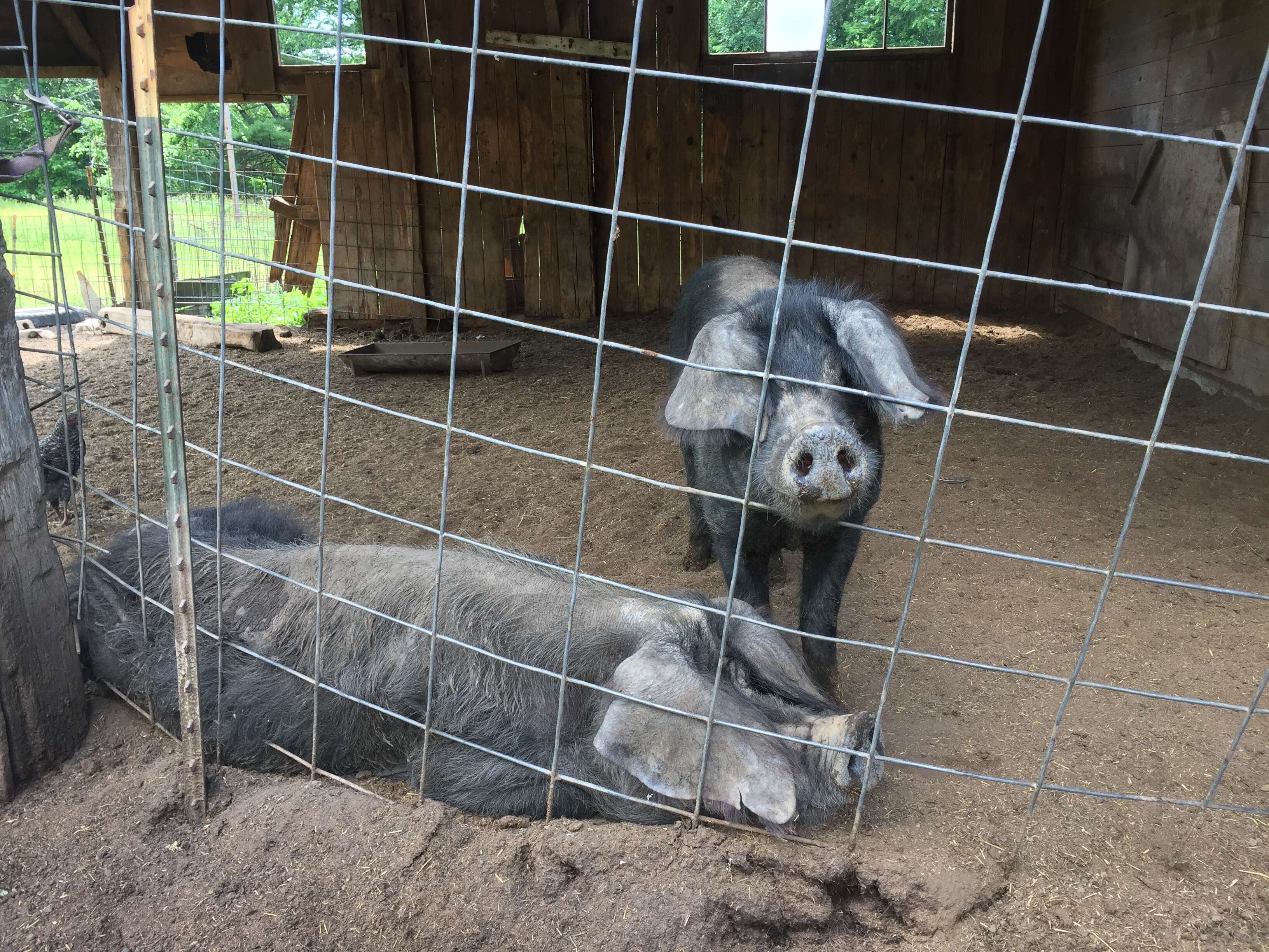emaciated pigs rescued new york