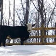 Bull Who Escaped Livestock Truck Spent 2 Weeks Hiding In The Woods 