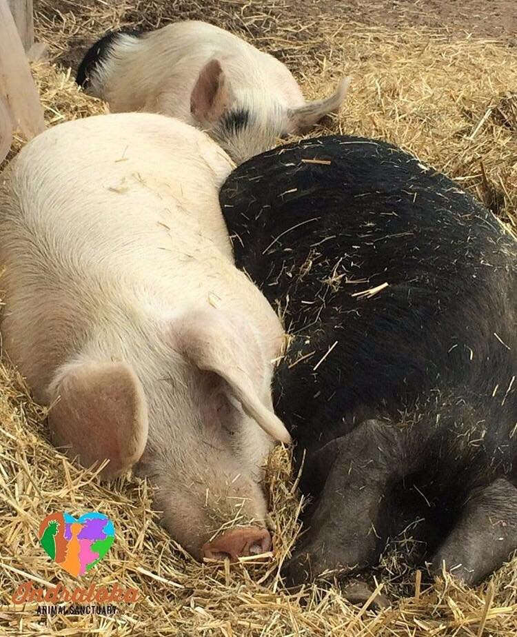 rescue pigs cuddle sanctuary