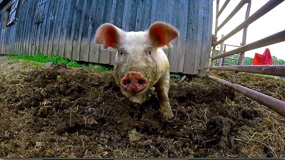 rescue piglet pennsylvania