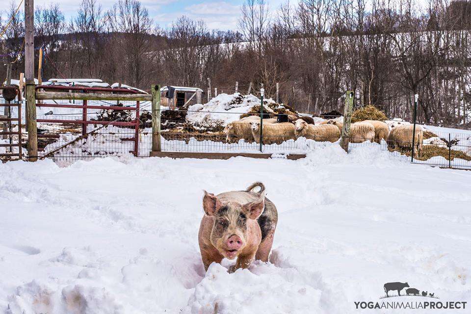 rescue pig sanctuary