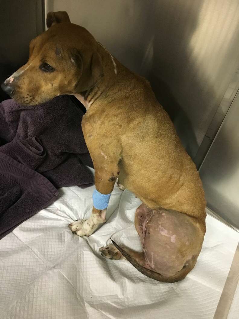 rescue bait dog texas