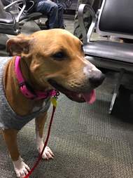 rescue bait dog