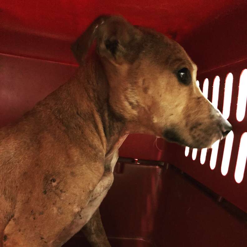 rescue bait dog texas