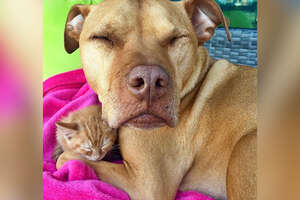 Pit Bull Is The Best Mom To His Kitten 