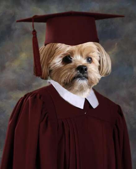 Yogi the dog's graduation picture