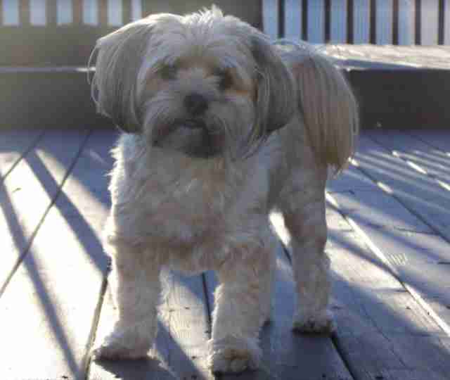 Yogi, a Maltese-Yorkshire terrier-Shih Tzu mix dog