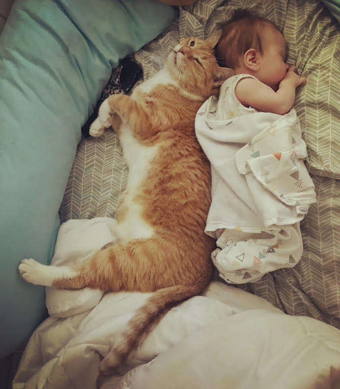 Cuddly Tabby Cat Won’t Stop Snuggling Family's Newborn Baby - The Dodo