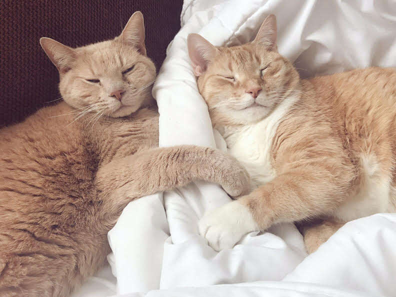 Cats cuddling together