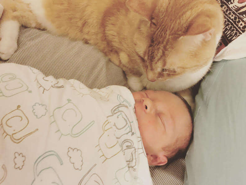 Cat cuddling with newborn baby