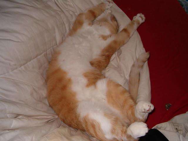 Cat sprawled out on his back