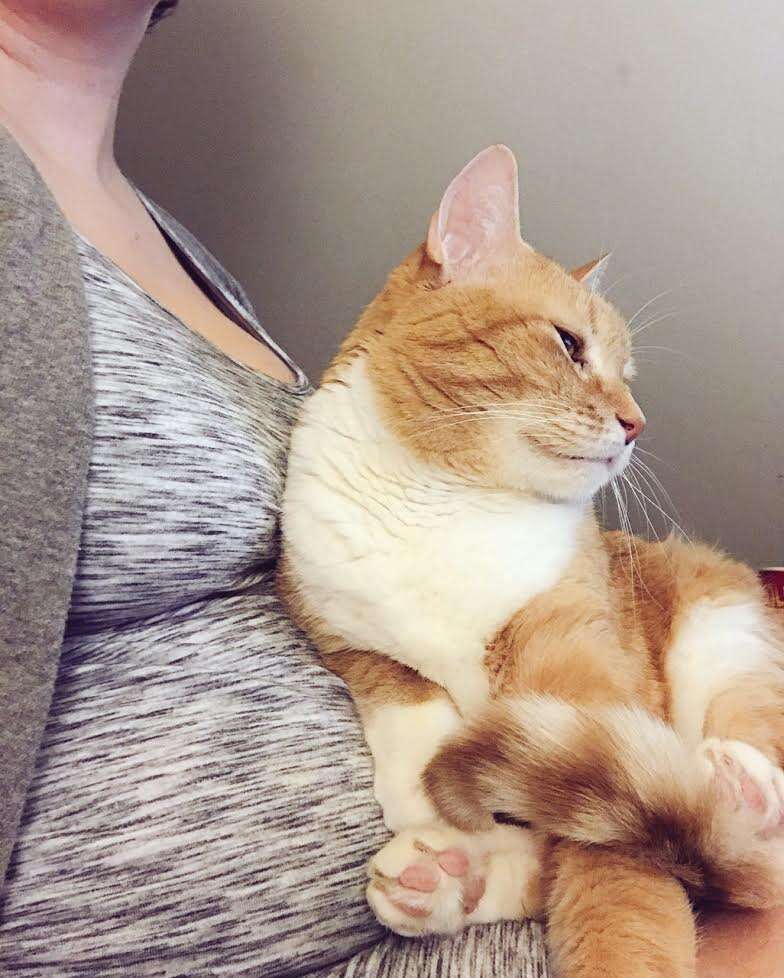 Cat cuddling against woman's pregnant belly