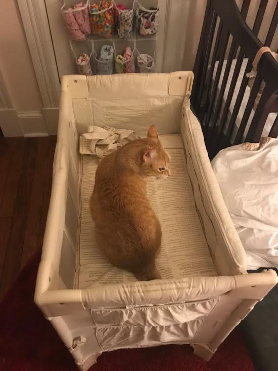 Cuddly Tabby Cat Won’t Stop Snuggling Family's Newborn Baby The Dodo