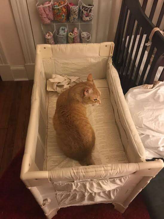 Cat inside baby cot