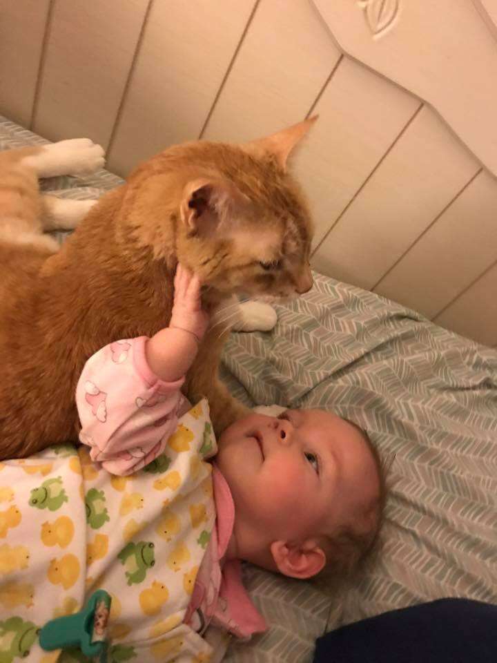 Baby touching orange cat