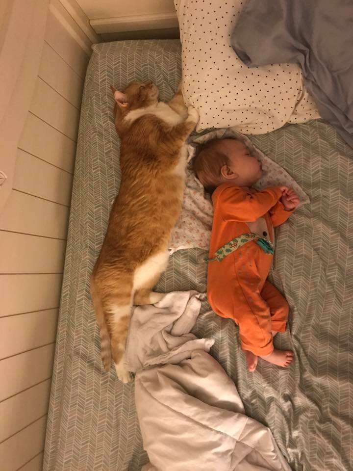 Cat cuddling with newborn baby