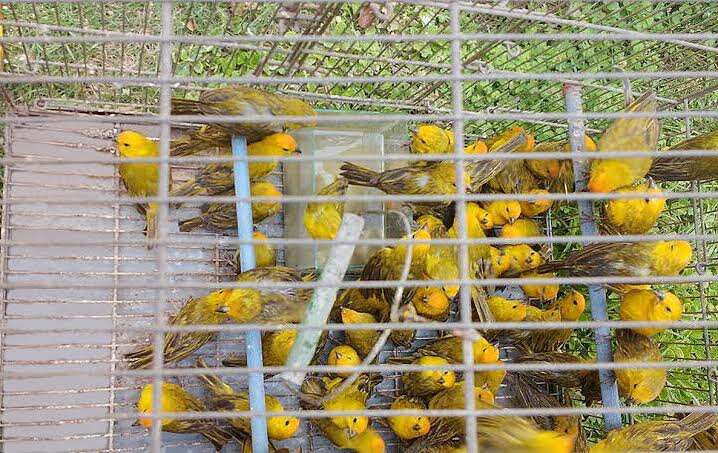 Rescued saffron finches in cage