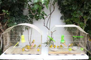 Rescued birds in cages