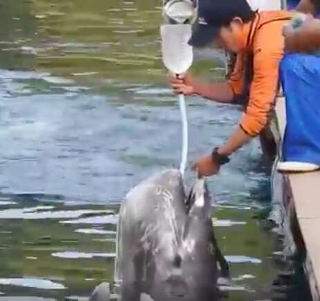 Man forcing water into a dolphin through a feeding tube