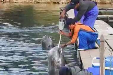 Trainers feeding captive dolphins 