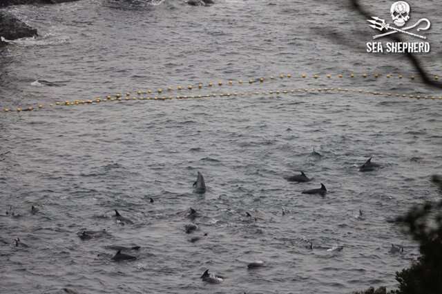 Wild dolphins trapped in cove