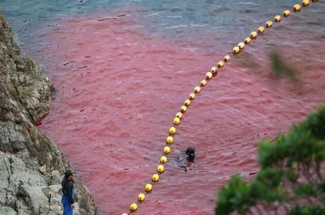 Red blood in the cove after people kill dolphins