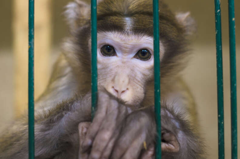 macaque monkey volkswagen animal testing laboratory