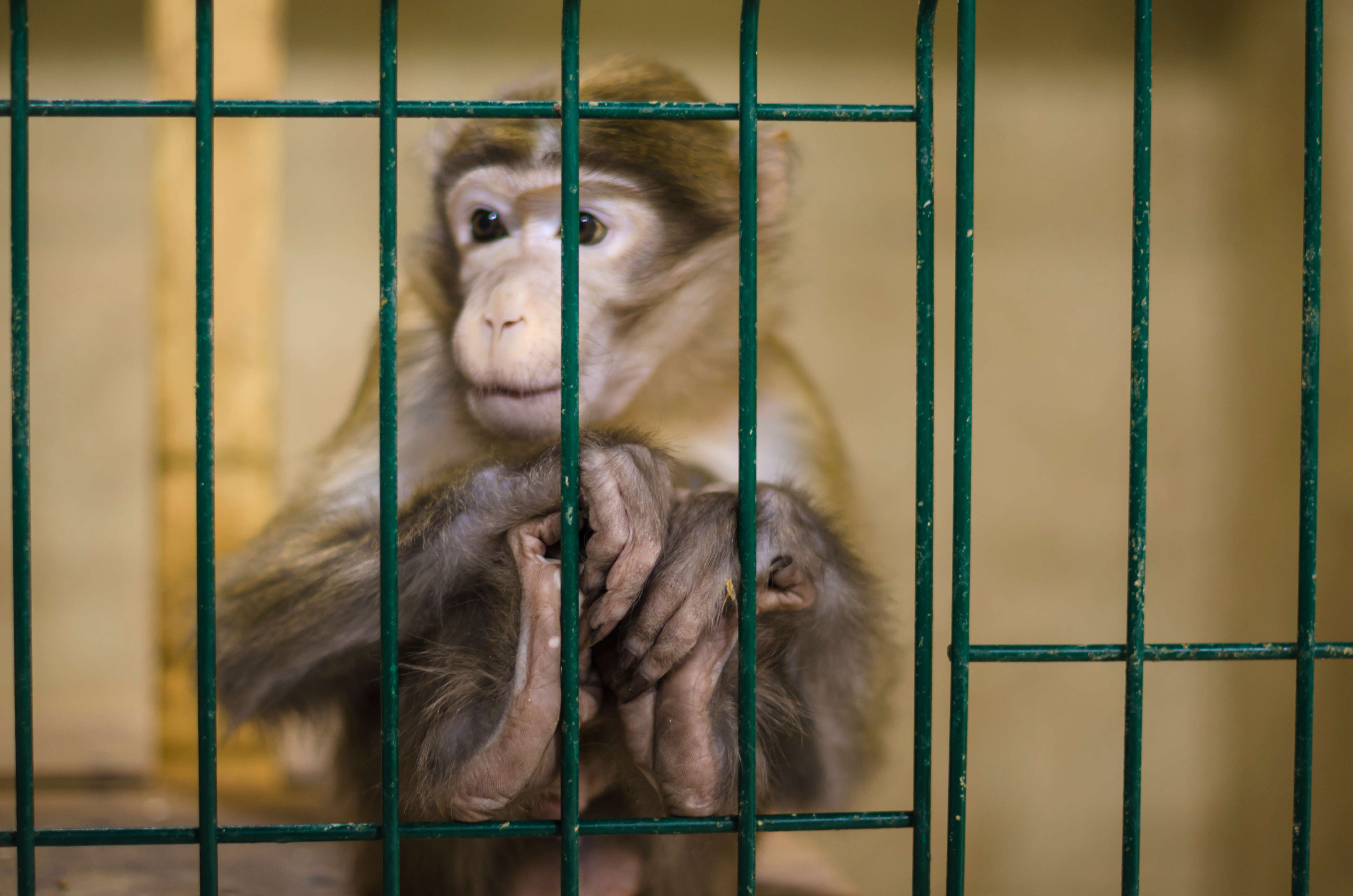 volkswagen animal testing scandal monkey