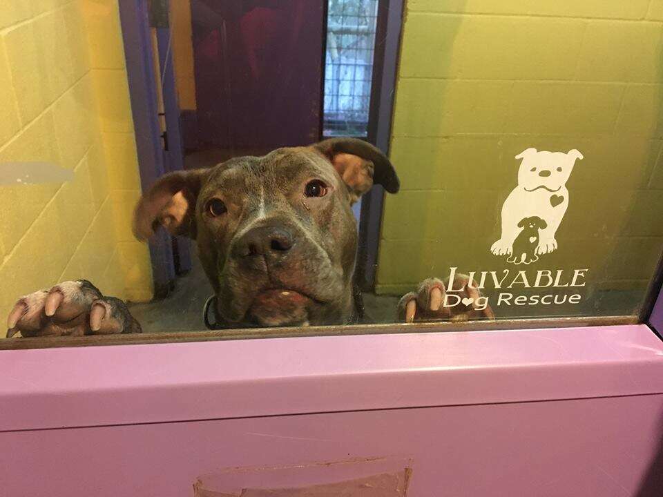 rocky pit bull luvable dog rescue