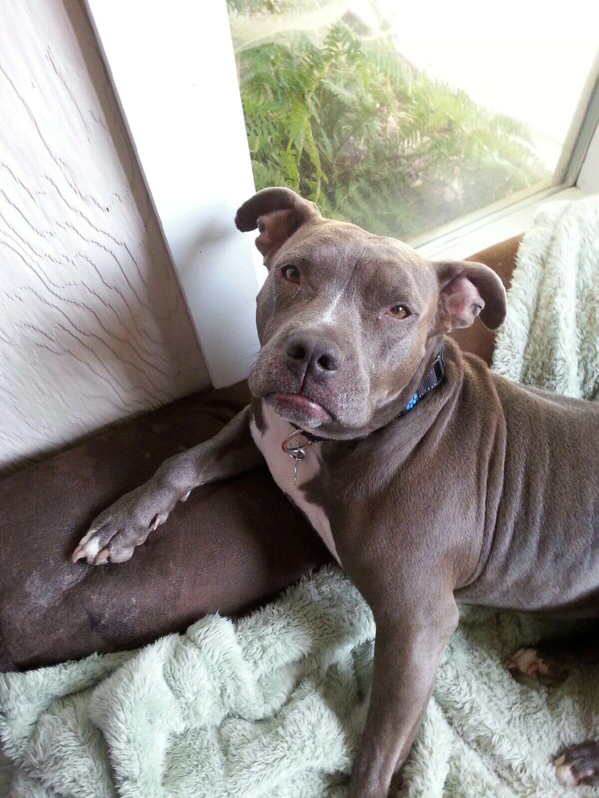 rocky pit bull luvable dog rescue