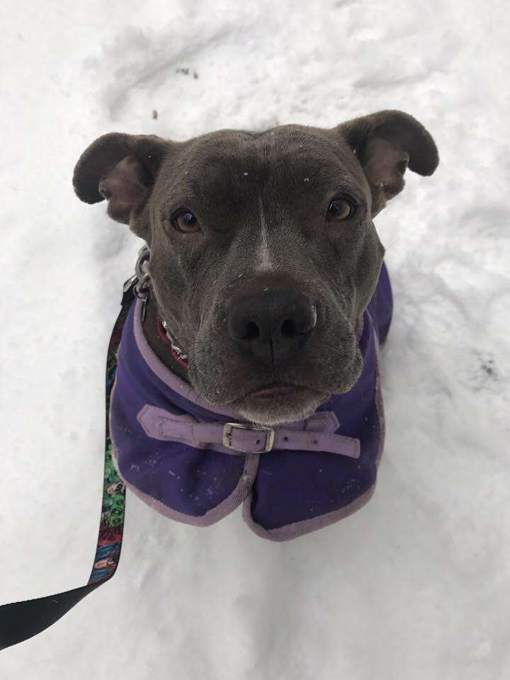 rocky pit bull luvable rescue