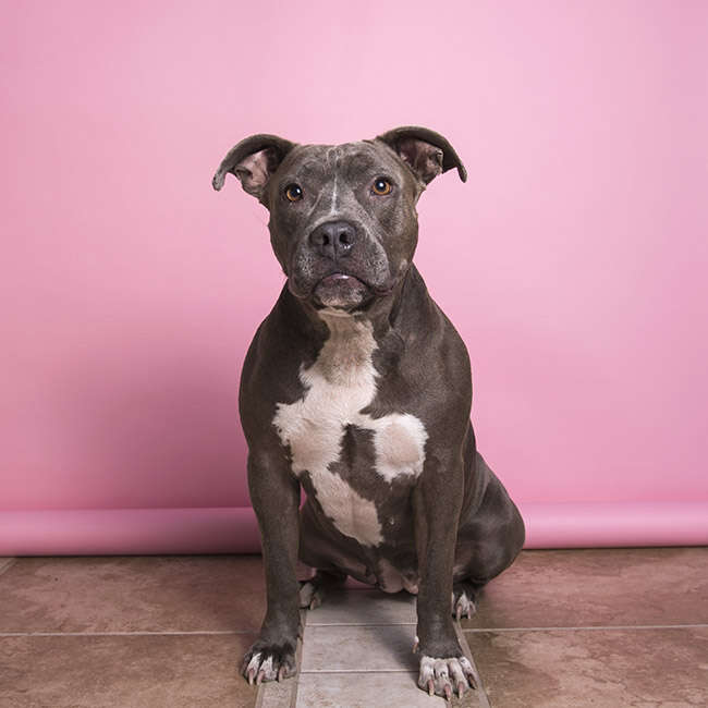 rocky pit bull rescued luvable
