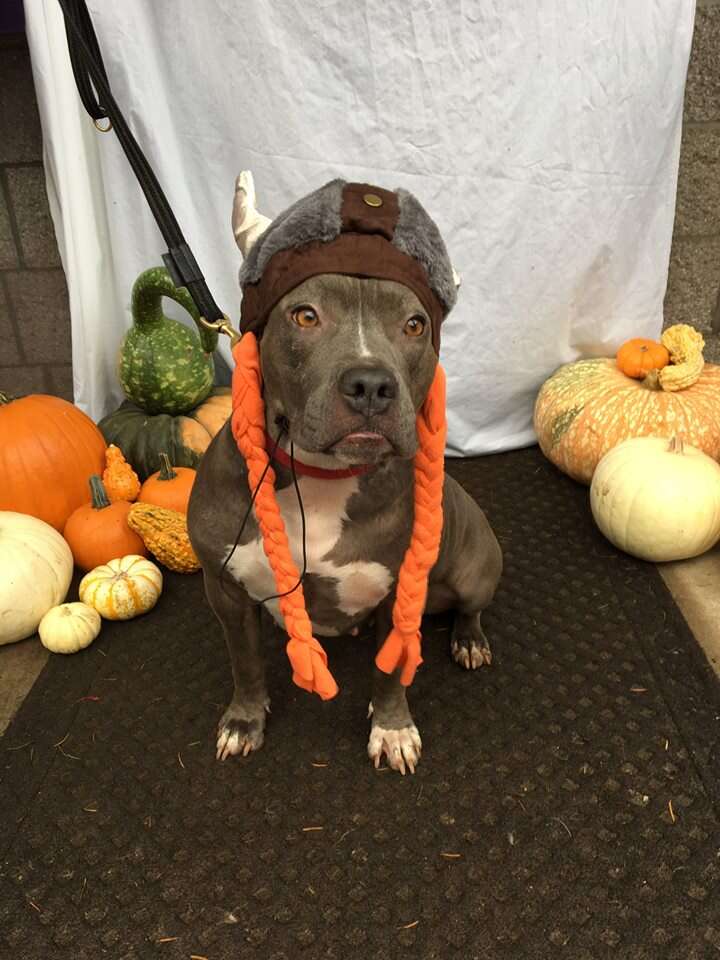 pit bull rocky rescue luvable