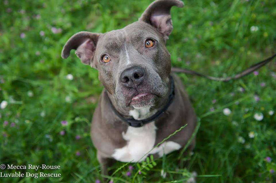 rocky pit bull luvable rescue