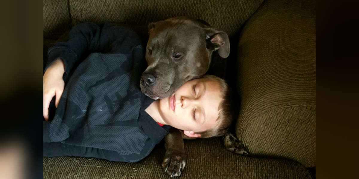 Hero Pit Bull Alerts Sleeping Family To House Fire Just In Time - The Dodo