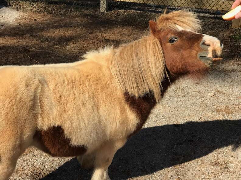 Lil' Ben in Helena, Alabama