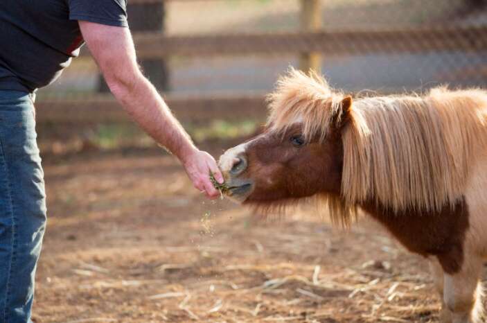 Lil' Ben the horse eating hay