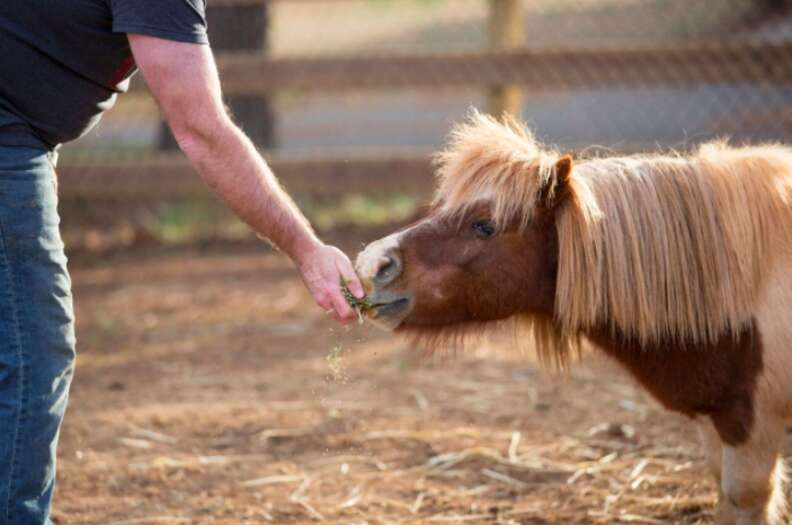 Lil' Ben the horse eating hay