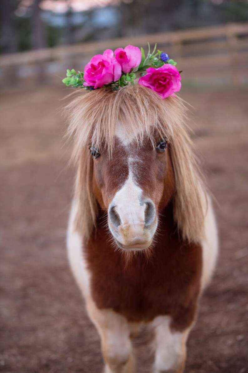 Lil' Benjamin the mini horse