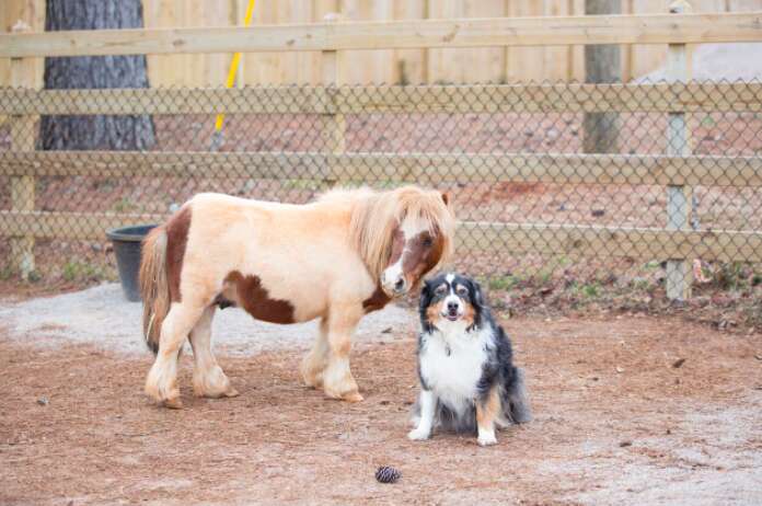 Ben the mini horse with dog