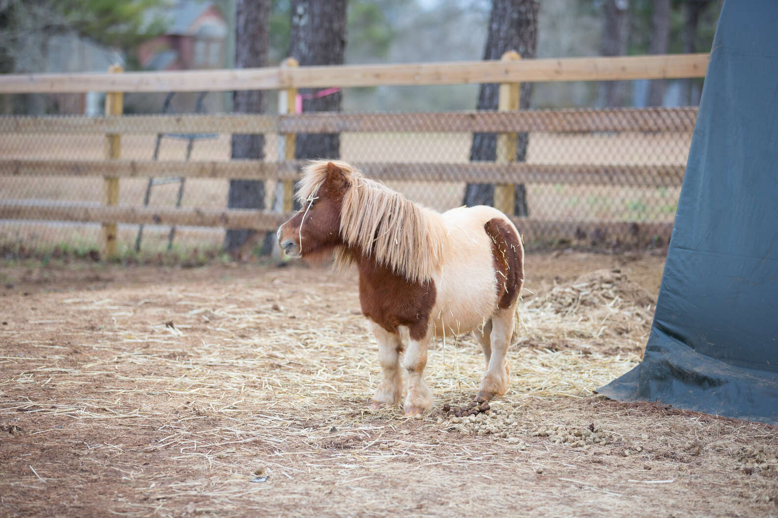 Miniature Horse Runs Away To Neighbors Until They Adopt Him The Dodo