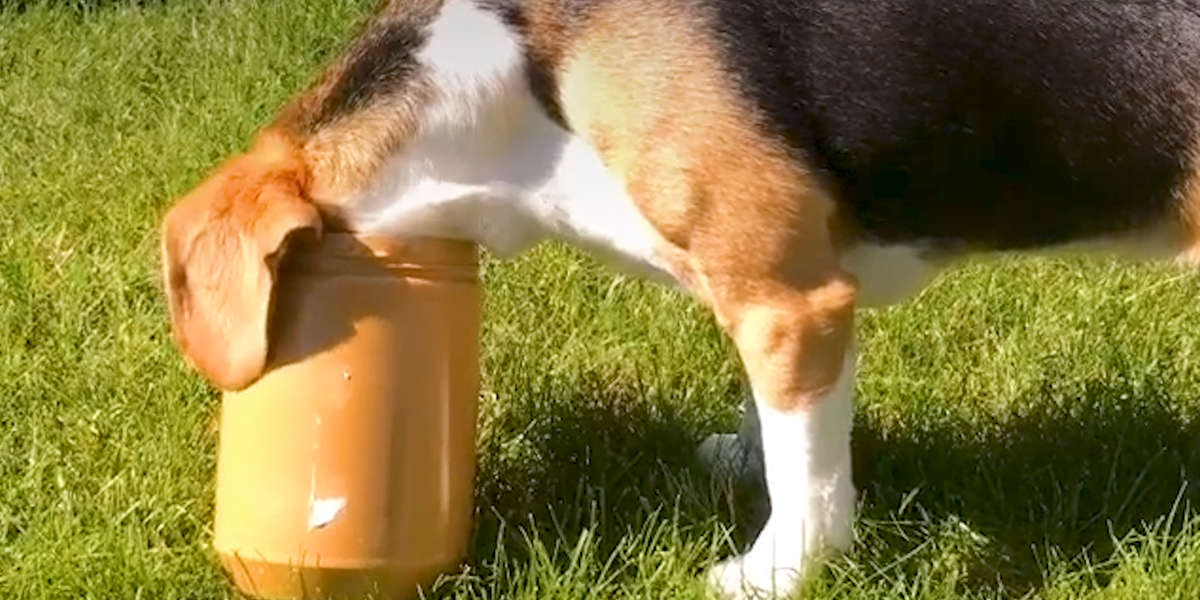 Why Do Dogs Love Peanut Butter? Videos The Dodo