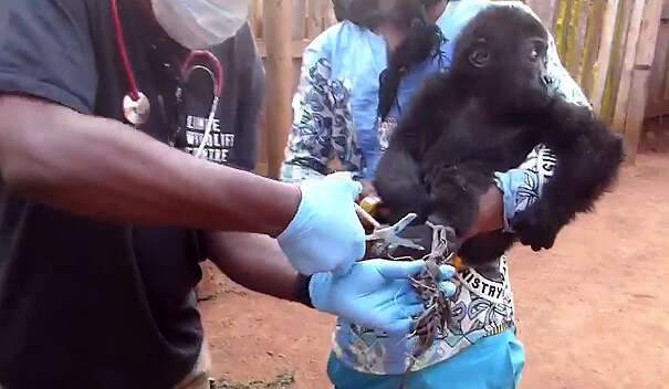 Baby gorilla orphaned by bushmeat trade saved in Cameroon